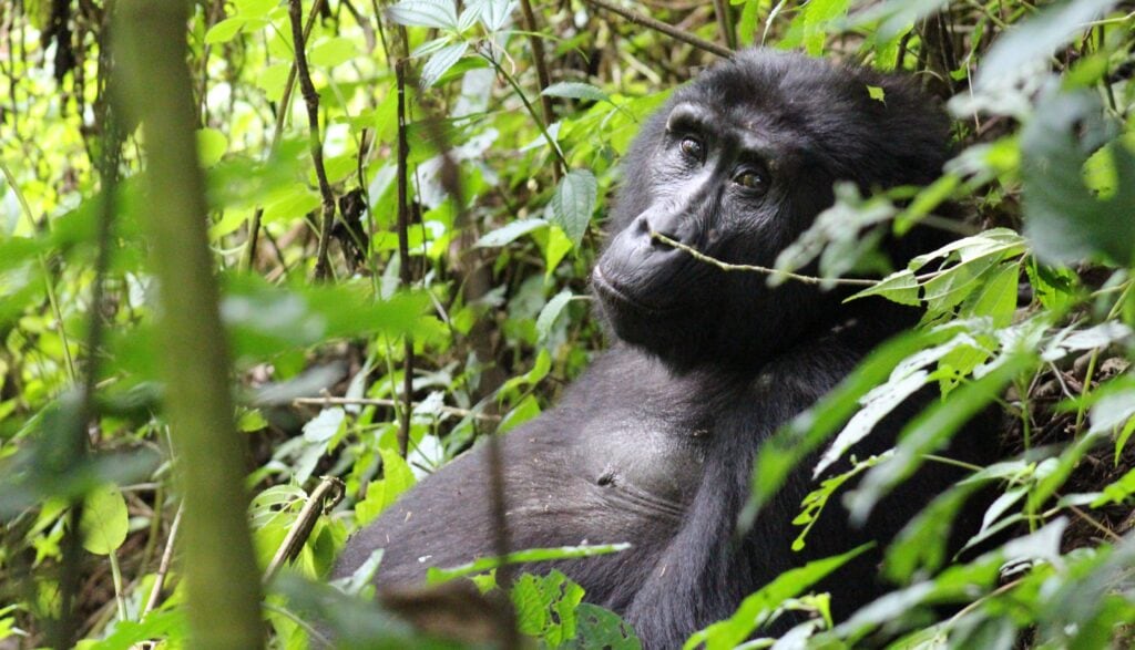 photo credits Ingrid Gorter