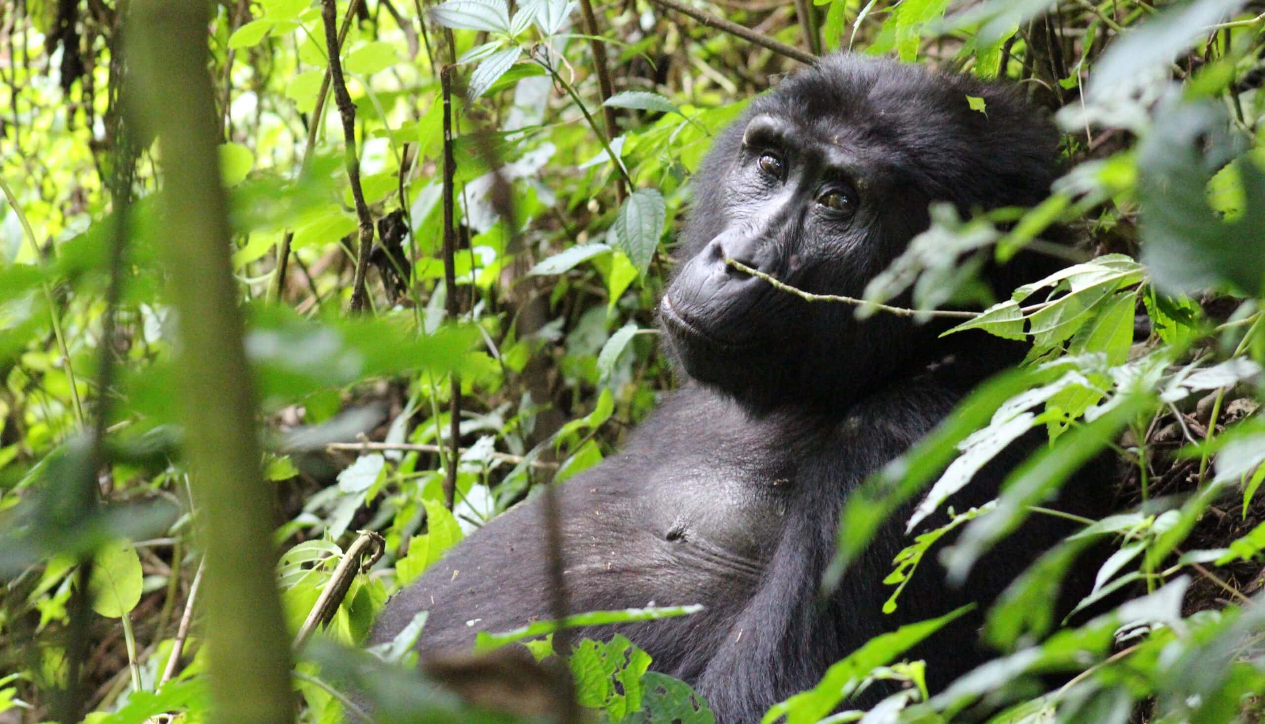 photo credits Ingrid Gorter